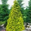 Sunshine Arborvitae (Thuja) - 1 Gallon Pot -Wilson Bros Gardens thuja plicata sunshine arborvitae 2