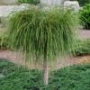 Whipcord Arborvitae (Single Trunk Topiary Tree) - 2 Gallon Pot -Wilson Bros Gardens thuja plicata whipcord arbirvitae topiary tree 1