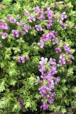 Highland Cream Creeping Thyme - 5 Pack Of Quart Pots 13 Highland Cream Creeping Thyme - 5 Pack Of Quart Pots -Wilson Bros Gardens thyme highland cream 500x750 1