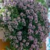 Doone Valley Thyme - 6 Pack Of Pink Pots -Wilson Bros Gardens thymus citriodorus doon valley 1
