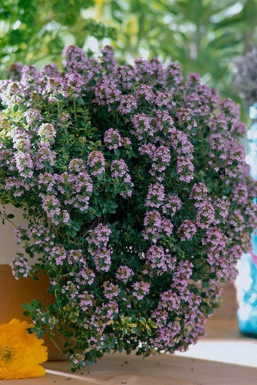 Doone Valley Thyme - 6 Pack Of Pink Pots 3 Doone Valley Thyme - 6 Pack Of Pink Pots