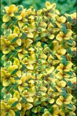 Doone Valley Thyme - 6 Pack Of Pink Pots 11 Doone Valley Thyme - 6 Pack Of Pink Pots -Wilson Bros Gardens thymus citriodorus doone valley 2