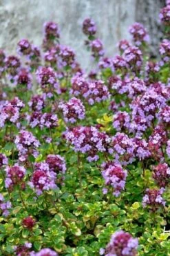 Doone Valley Thyme - 6 Pack Of Pink Pots 12 Doone Valley Thyme - 6 Pack Of Pink Pots -Wilson Bros Gardens thymus citriodorus doone valley 3