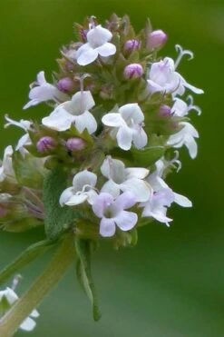 Lemon Thyme (Thymus Citriodorus) - 6 Pack Of Pint Pots -Wilson Bros Gardens thymus citriodorus lemon thyme 1