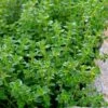 Lemon Thyme (Thymus Citriodorus) - 6 Pack Of Pint Pots -Wilson Bros Gardens thymus citriodorus lemon thyme 4
