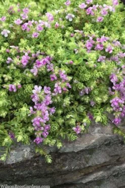 Highland Cream Creeping Thyme - 5 Pack Of Quart Pots 11 Highland Cream Creeping Thyme - 5 Pack Of Quart Pots -Wilson Bros Gardens thymus praecox highland creeping thyme 1