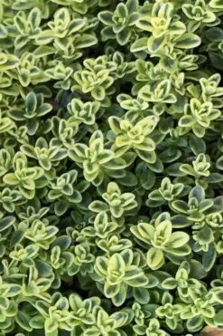 Highland Cream Creeping Thyme - 5 Pack Of Quart Pots 12 Highland Cream Creeping Thyme - 5 Pack Of Quart Pots -Wilson Bros Gardens thymus praecox highland creeping thyme 4