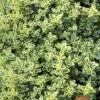 Highland Cream Creeping Thyme - 5 Pack Of Quart Pots -Wilson Bros Gardens thymus praecox highland creeping thyme 6