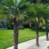 Windmill Cold Hardy Palm Tree - 2 Gallon Pot -Wilson Bros Gardens trachycarpus fortunei windmill palm 12 1