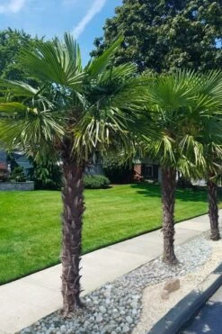 Windmill Cold Hardy Palm Tree - 7 Gallon Pot (2-3') -Wilson Bros Gardens trachycarpus fortunei windmill palm 12