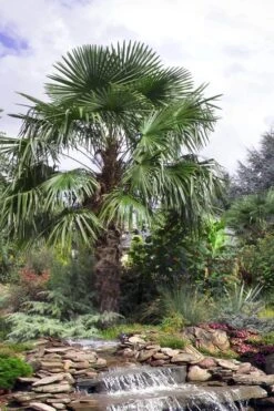 Windmill Cold Hardy Palm Tree - 2 Gallon Pot -Wilson Bros Gardens trachycarpus fortunei windmill palm 13 1