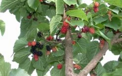 Red Mulberry Tree (Morus Rubra) - 5 Gallon Pot -Wilson Bros Gardens tree red mulberry 2 800x500 1