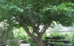 Red Mulberry Tree (Morus Rubra) - 5 Gallon Pot -Wilson Bros Gardens tree red mulberry 3 800x500 1