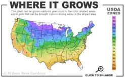 Ramona Clematis - 1 Gallon Pot -Wilson Bros Gardens usda zone map 15