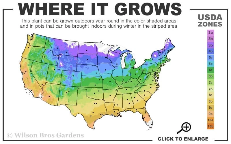 Sapphire Indigo Clematis - 3 Gallon Pot 5 Sapphire Indigo Clematis - 3 Gallon Pot - Image 3