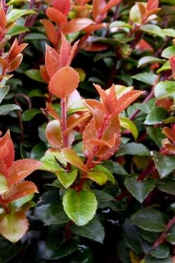 Evergreen Huckleberry (Vaccinium Ovatum) -3 Gallon Pot 16 Evergreen Huckleberry (Vaccinium Ovatum) -3 Gallon Pot -Wilson Bros Gardens vaccinium ovatum evergreen huckleberry 10