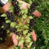 Evergreen Huckleberry (Vaccinium Ovatum) -3 Gallon Pot -Wilson Bros Gardens vaccinium ovatum evergreen huckleberry 11