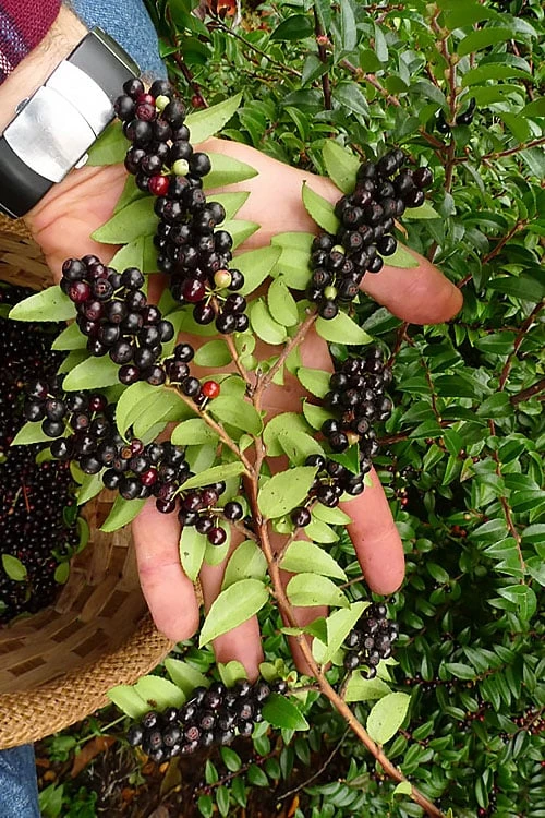 Evergreen Huckleberry (Vaccinium Ovatum) -3 Gallon Pot 3 Evergreen Huckleberry (Vaccinium Ovatum) -3 Gallon Pot