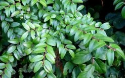 Evergreen Huckleberry (Vaccinium Ovatum) -3 Gallon Pot 19 Evergreen Huckleberry (Vaccinium Ovatum) -3 Gallon Pot -Wilson Bros Gardens vaccinium ovatum evergreen huckleberry 12