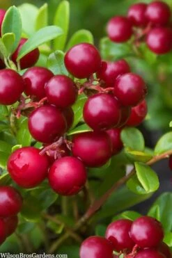 Red Candy Ligonberry (Vaccinum Vitis-idaea) - 1 Gallon -Wilson Bros Gardens vaccinum vitis idaea red candy ligonberry 2