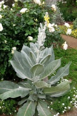 Giant Silver Mullien (Verbascum Bombyciferum) - 1 Gallon Pot -Wilson Bros Gardens verbascum bombyciferum giant silver mullien 2
