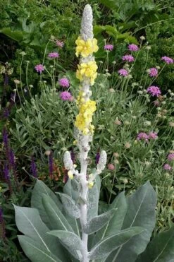 Giant Silver Mullien (Verbascum Bombyciferum) - 1 Gallon Pot -Wilson Bros Gardens verbascum bombyciferum giant silver mullien 3