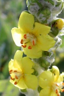 Giant Silver Mullien (Verbascum Bombyciferum) - 1 Gallon Pot -Wilson Bros Gardens verbascum bombyciferum giant silver mullien 5