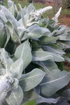 Giant Silver Mullien (Verbascum Bombyciferum) - 1 Gallon Pot -Wilson Bros Gardens verbascum bombyciferum giant silver mullien 8