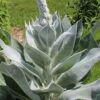 Giant Silver Mullien (Verbascum Bombyciferum) - 1 Gallon Pot -Wilson Bros Gardens verbascum bombyciferum giant silver mullien 9