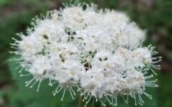 Maple Leaf Viburnum - 1 Gallon Pot -Wilson Bros Gardens viburnum acerifolium maple leaf 15