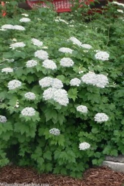 Maple Leaf Viburnum - 3 Pack Of 1.5 Quart Pots -Wilson Bros Gardens viburnum acerifolium maple leaf 16 1