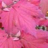 Maple Leaf Viburnum - 3 Pack Of 1.5 Quart Pots -Wilson Bros Gardens viburnum acerifolium maple leaf 8 2