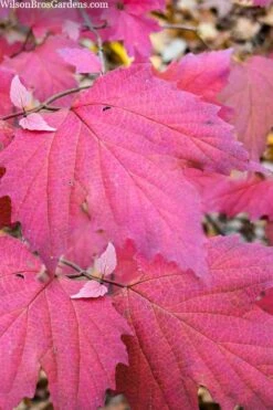 Maple Leaf Viburnum - 3 Pack Of 1.5 Quart Pots -Wilson Bros Gardens viburnum acerifolium maple leaf 8 3