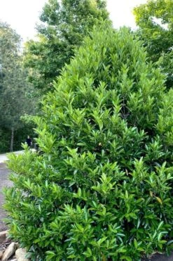 Mirror Leaf Sweet Viburnum - 7 Gallon Pot (2-3') -Wilson Bros Gardens viburnum awabuki chindo 3 3