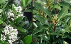 Mirror Leaf Sweet Viburnum - 7 Gallon Pot (2-3') -Wilson Bros Gardens viburnum awabuki chindo 4 3