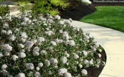 Spice Baby Koreanspice Viburnum - 1 Gallon Pot -Wilson Bros Gardens viburnum carleseii spice baby 5 1