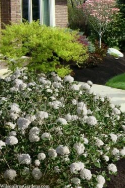 Spice Baby Koreanspice Viburnum - 3 Gallon Pot -Wilson Bros Gardens viburnum carleseii spice baby 7