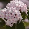Spice Baby Koreanspice Viburnum - 3 Gallon Pot -Wilson Bros Gardens viburnum carleseii spice baby 8