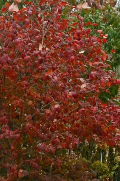 Spice Girl Koreanspice Viburnum - 1 Gallon Pot 15 Spice Girl Koreanspice Viburnum - 1 Gallon Pot -Wilson Bros Gardens viburnum carleseii spiro spice girl 1