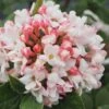 Spice Girl Koreanspice Viburnum - 1 Gallon Pot -Wilson Bros Gardens viburnum carleseii spiro spice girl 2