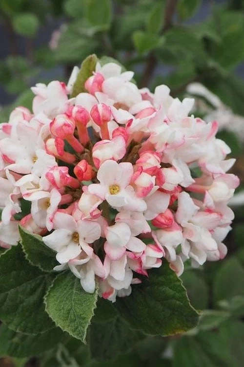 Spice Girl Koreanspice Viburnum - 1 Gallon Pot 3 Spice Girl Koreanspice Viburnum - 1 Gallon Pot