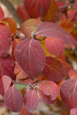 Spice Girl Koreanspice Viburnum - 1 Gallon Pot 14 Spice Girl Koreanspice Viburnum - 1 Gallon Pot -Wilson Bros Gardens viburnum carleseii spiro spice girl 4