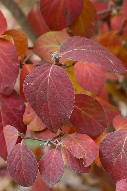 Spice Girl Koreanspice Viburnum - 1 Gallon Pot 8 Spice Girl Koreanspice Viburnum - 1 Gallon Pot - Image 6