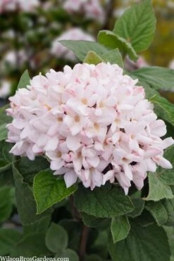 Spice Girl Koreanspice Viburnum - 1 Gallon Pot 13 Spice Girl Koreanspice Viburnum - 1 Gallon Pot -Wilson Bros Gardens viburnum carleseii spiro spice girl 6