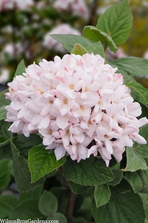 Spice Girl Koreanspice Viburnum - 1 Gallon Pot 7 Spice Girl Koreanspice Viburnum - 1 Gallon Pot - Image 5