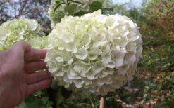 Chinese Snowball Viburnum Bush - 7 Gallon Pot (3-4') -Wilson Bros Gardens viburnum chinese snowball bloom white 2