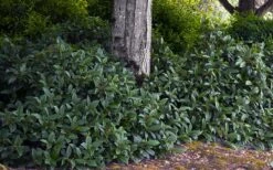 David Viburnum - 3 Gallon Pot -Wilson Bros Gardens viburnum davidii 12