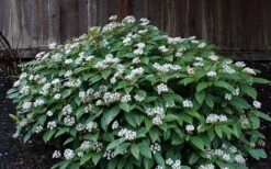 David Viburnum - 3 Gallon Pot -Wilson Bros Gardens viburnum davidii 14