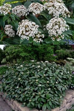 David Viburnum - 3 Gallon Pot -Wilson Bros Gardens viburnum davidii 15