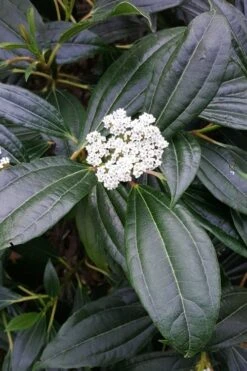 David Viburnum - 3 Gallon Pot -Wilson Bros Gardens viburnum davidii 16